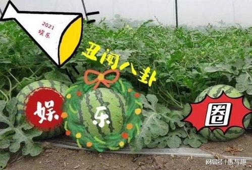 年年在线吃瓜,见证娱乐圈风云变幻