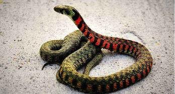 马斯托吃瓜蛇哥,吃瓜背后的网络风云