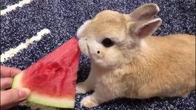 兔子可以吃石瓜吗怎么吃,如何安全喂食兔子