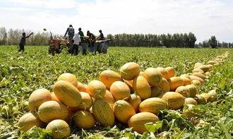 西宁吃哈密瓜,哈密瓜飘香之旅