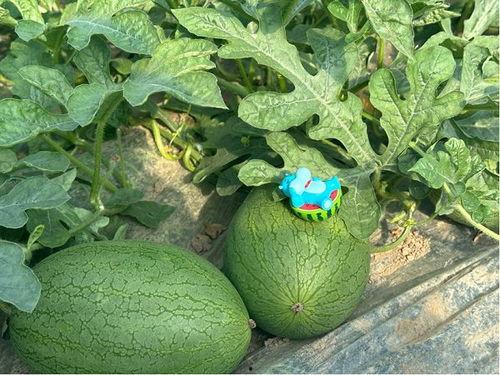 吃瓜将军,揭秘军营中的趣味生活与军人风采