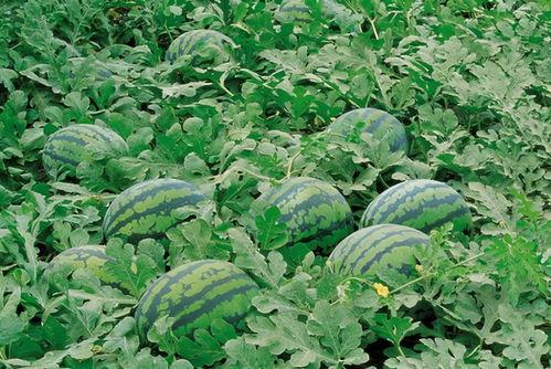 走马吃瓜后续,揭秘娱乐圈背后的风云变幻