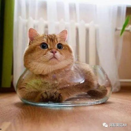 橘猫吃瓜的头像,萌态十足，揭秘萌宠界的“吃瓜群众”