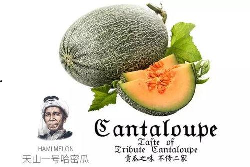 摸鱼吃饼吃瓜是啥意思,网络流行语的趣味解读