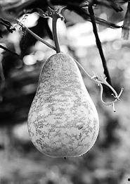 葫芦瓜适合减肥吃,轻松享瘦的秘密武器