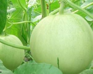 孕妇可以吃岳阳瓜吗