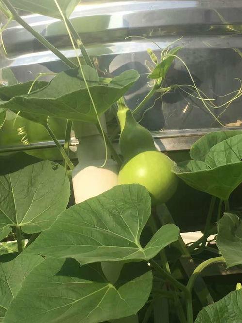 葫芦瓜娃娃可以吃吗,揭秘其食用安全与营养价值