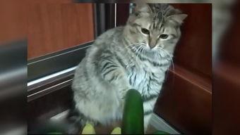 小猫吃啥瓜,探索它们钟爱的瓜类美味