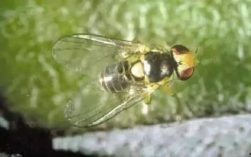 吃瓜蝇,揭秘娱乐圈的“隐形”八卦传播者