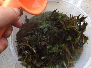 正是吃瓜的季节说说,揭秘吃瓜季的乐趣与养生之道