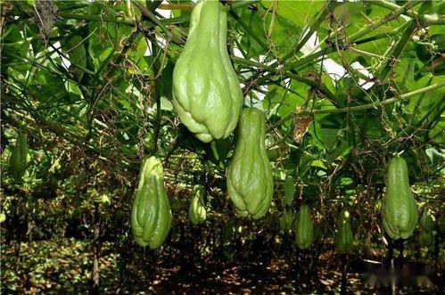 闽侯吃瓜,吃瓜也能吃出地道风味