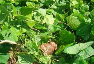 瓜尖叶叶怎么吃,瓜尖叶叶的多样食法探索