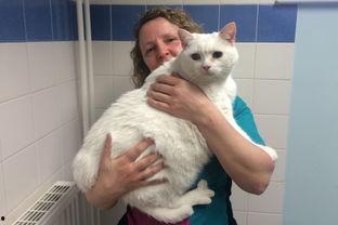 吃瓜胖猫事件视频下载,网络爆红背后的下载狂潮揭秘