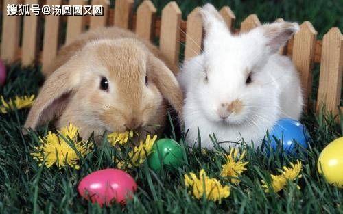 兔子1104吃瓜视频