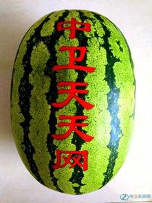 硒砂瓜小时候可以吃吗视频,硒砂瓜幼果期食用指南