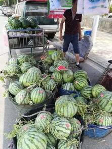 青海交院事件吃瓜视频,吃瓜视频揭示校园风云录