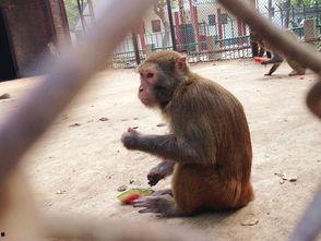 女吃瓜像猴子视频