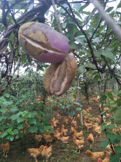 羊可以吃八月瓜吗视频大全