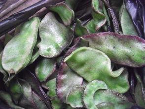 腌茭瓜怎么吃才好吃视频,视频教你家常美味新吃法