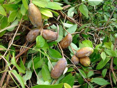 八月瓜怎么吃最好视频,视频教你轻松享美食