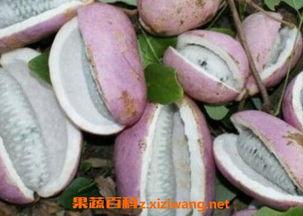 小海吃八月瓜视频